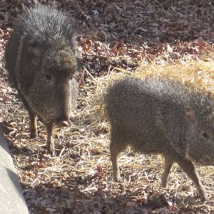 Chacoan Peccary Piglet With Mommy