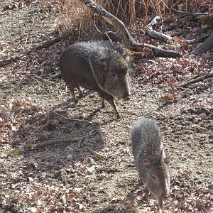 Chacoan Peccary Piglet with Mommy
