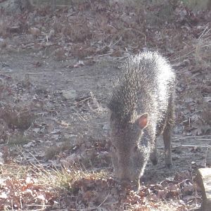 Chacoan Peccary Piglet