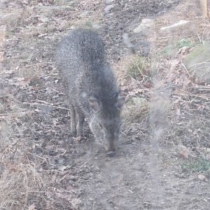 Chacoan Peccary Piglet