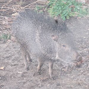 Chacoan Peccary Piglet