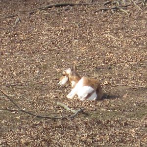 Baby Pronghorn