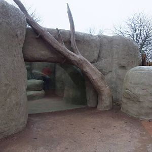 Hyrax Exhibit at Chester, 04/02/12