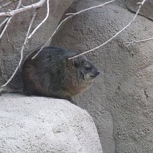 South African Rock Hyrax at Chester, 04/02/12