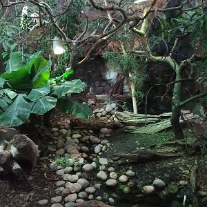 Iguana/Mountain Chicken Exhibit at Chester, 04/02/12