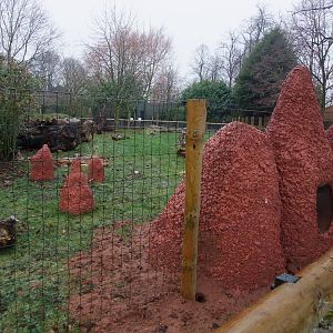 Giant Anteater Exhibit at Chester, 04/02/12