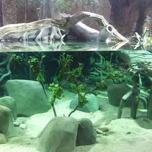 Jaguar House Aquarium at Chester, 04/02/12