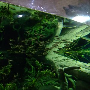 Penguin Tetras at Chester, 04/02/12