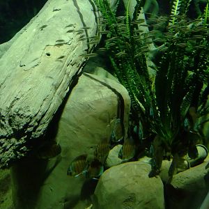 Penguin Tetras and Turquoise Discus at Chester, 04/02/12