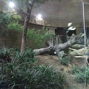 Future Agouti/Sloth Exhibit at Chester, 04/02/12