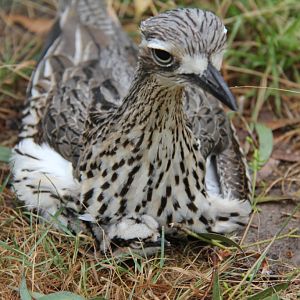 Bush Stone-Curlew and Chick