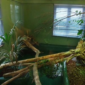 Chinese Alligator Exhibit at Crocodiles of the World, 05/02/12