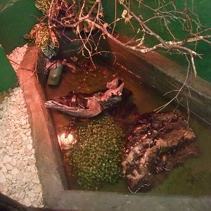 Hatchling Dwarf Croc Exhibit at Crocodiles of the World, 05/02/12
