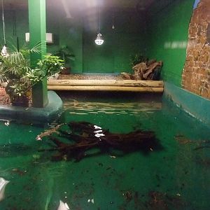 Nile Crocodile Exhibit at Crocodiles of the World, 05/02/12