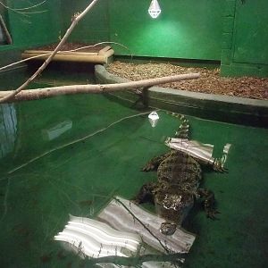 Siamese Crocodile Exhibit at Crocodiles of the World, 05/02/12