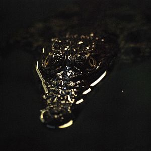 Southern Nile Crocodile at Crocodiles of the World, 05/02/12