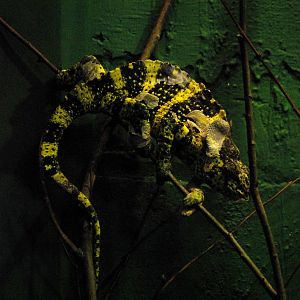 Meller's Chamaeleon at Crocodiles of the World, 05/02/12
