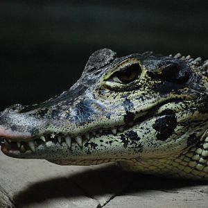Black Caiman at Crocodiles of the World, 05/02/12