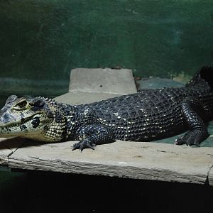 Black Caiman at Crocodiles of the World, 05/02/12