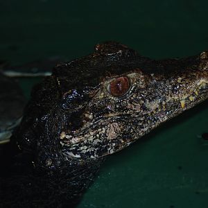 Cuvier's Dwarf Caiman at Crocodiles of the World, 05/02/12