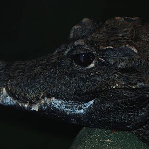 West African Dwarf Crocodile at Crocodiles of the World, 05/02/12