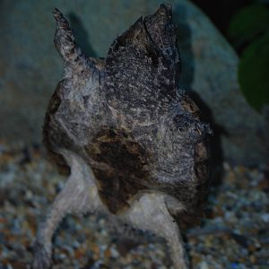 Alligator Snapping Turtle at Crocodiles of the World, 05/02/12