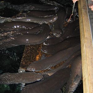 eel feeding