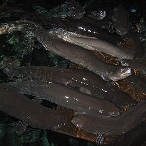 eel feeding