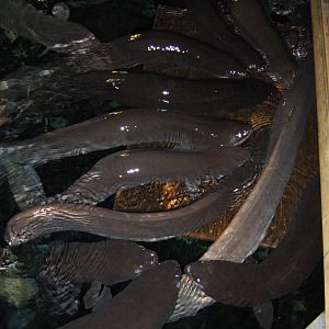 eel feeding