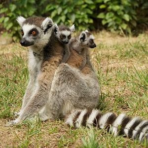Lemur  twins