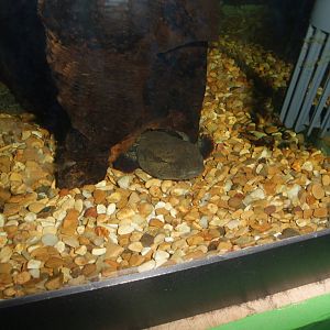 Common Mudpuppy at Slimbridge, 05/02/12