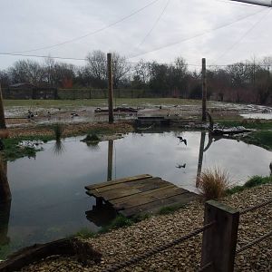 Wader Shore at Slimbridge, 05/02/12