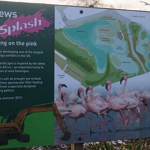 Flamingo Plans at Slimbridge, 05/02/12