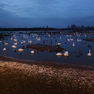 Waterfowl at Dusk at Slimbridge, 05/02/12
