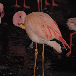 James' Flamingo at Slimbridge, 05/02/12