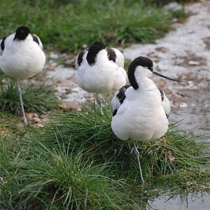 Pied Avocets at Slimbridge, 05/02/12