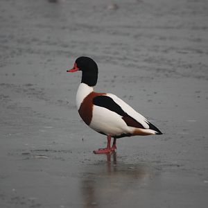 (Wild) Common Shelduck at Slimbridge, 05/02/12
