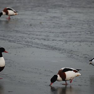 (Wild) Common Shelducks at Slimbridge, 05/02/12