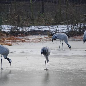 Common Cranes at Slimbridge, 05/02/12