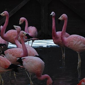 Andean Flamingos at Slimbridge, 05/02/12