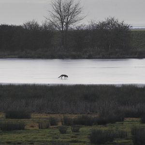 Fox on Ice at Slimbridge, 05/02/12