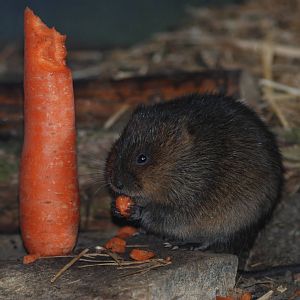Northern Water Vole at Slimbridge, 05/02/12