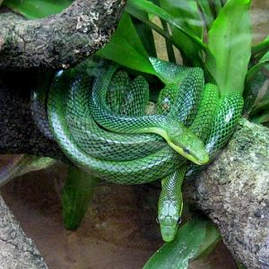 Red Tailed Ratsnake