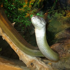 Papuan Water Python