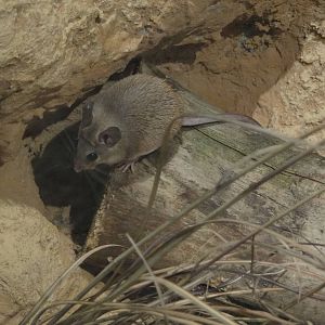 Arabian spiny mouse (Acomys dimidiatus)