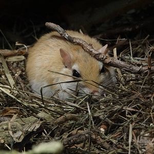 North african gerbil (Gerbillus campestris)