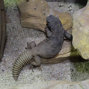Moroccan spiny-tailed lizard (Uromastyx acanthinurus)