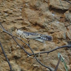 Desert locust (Schistocerca gregaria)