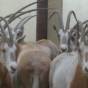 Scimitar-horned oryx