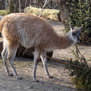 Guanaco